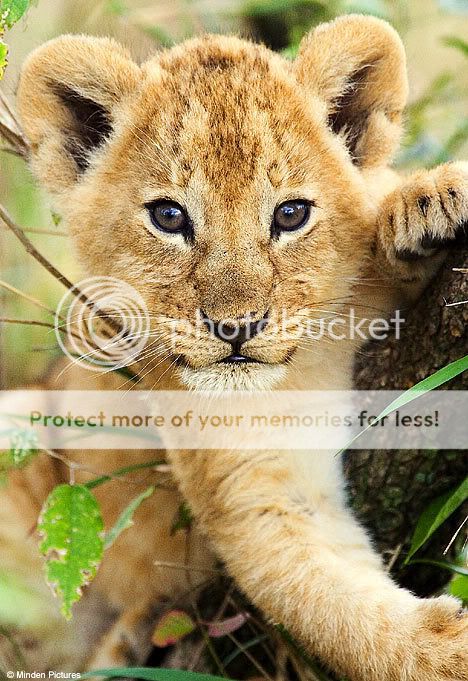 Cute Animal Tournament Round 3.1: Lion vs Kangaroo  Cub1807_468x681